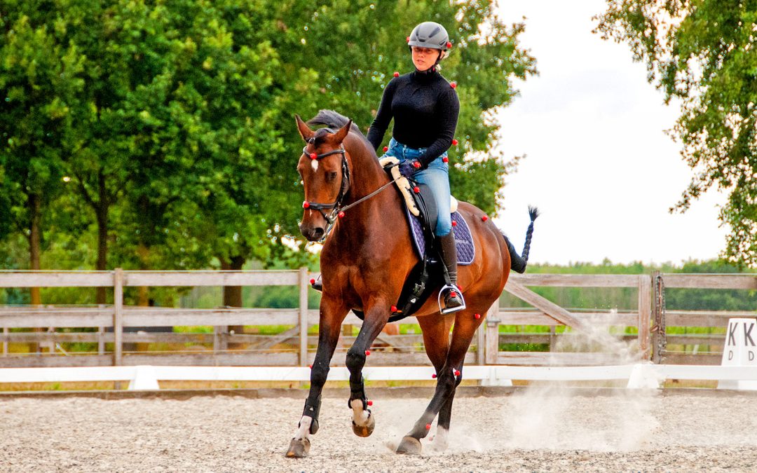 What effect do you as a rider have on the symmetrical movements of your horse?