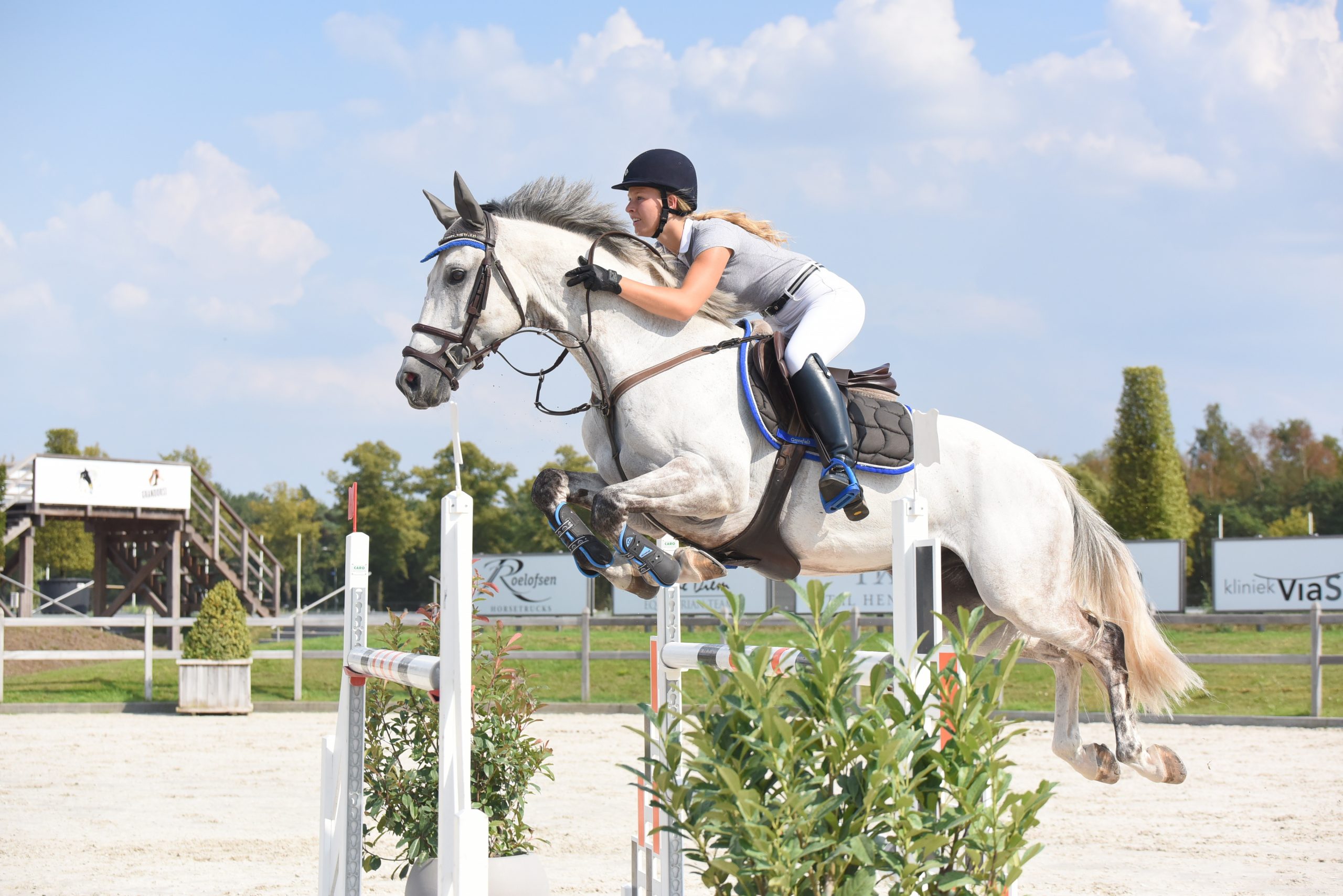 The Art of Evaluating Show Jumping Horses: A Buyer's Guide to